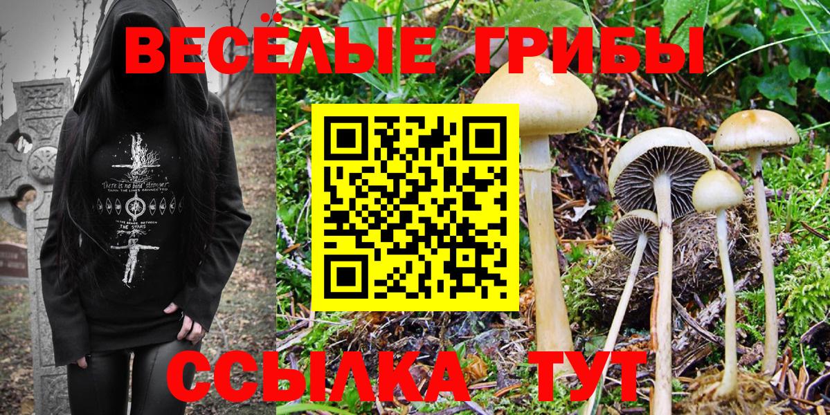 Псилоцибиновые грибы Psilocybe Новокубанск